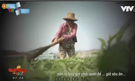 Hình ảnh trong phóng sự "Cây chổi quét rau"